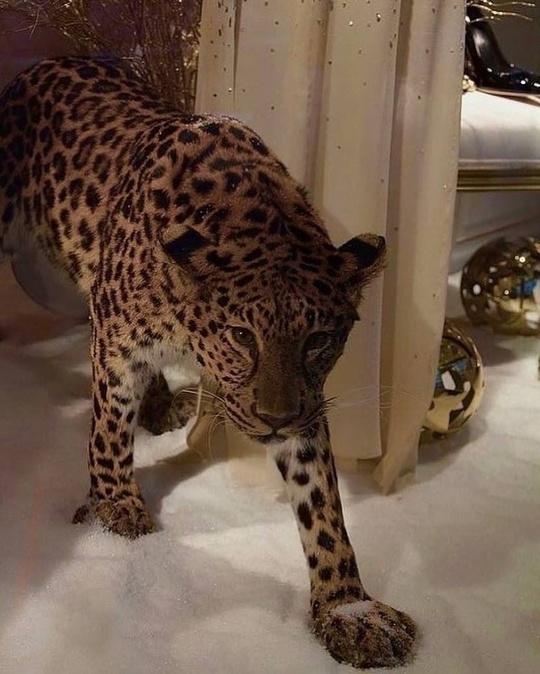 Костюм 22907413